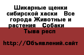 Шикарные щенки сибирской хаски - Все города Животные и растения » Собаки   . Тыва респ.